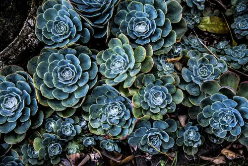 Blue green succulent plants