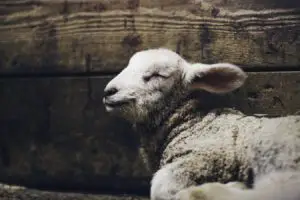 lamb laying down