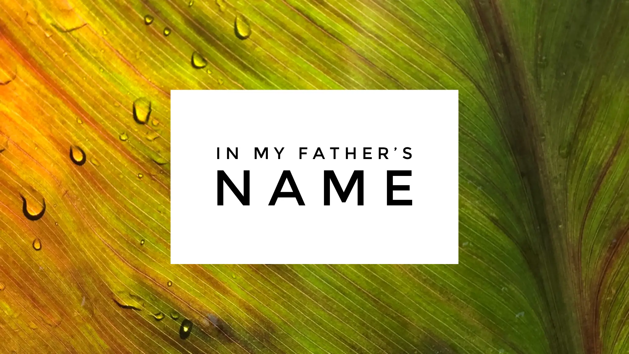 You are currently viewing In My Father’s Name